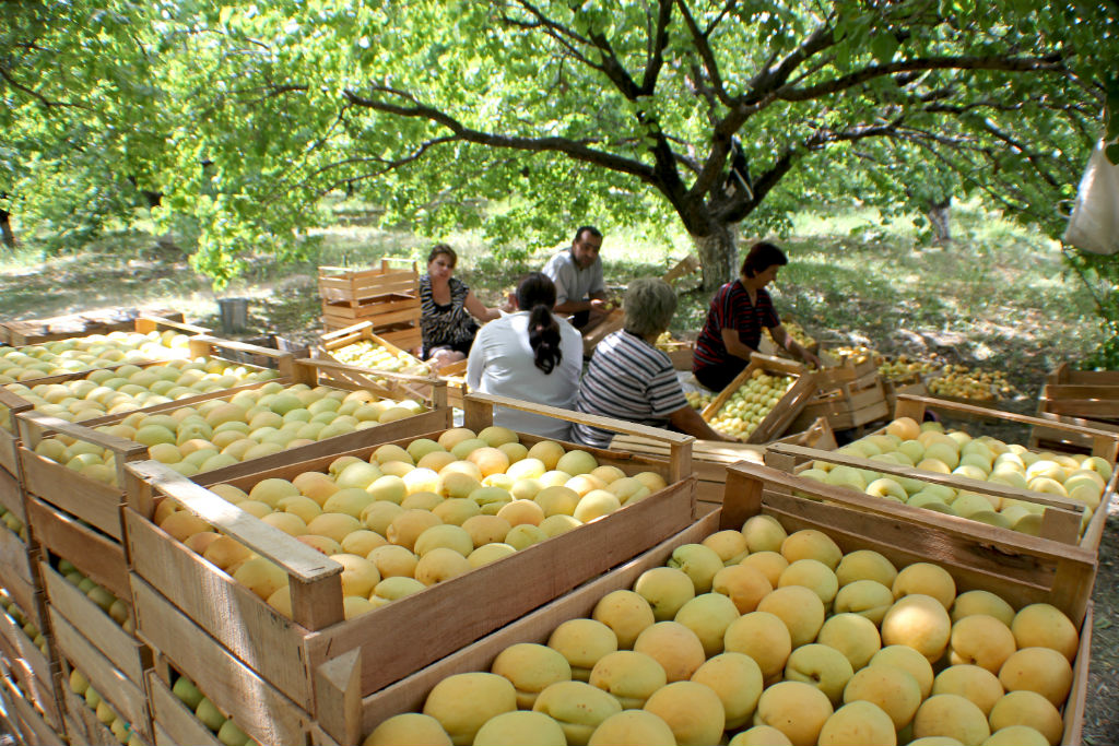 apricots-the-armenite-tatevik-vardanyan-10