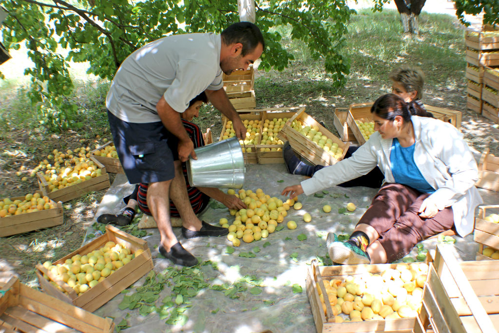 apricots-the-armenite-tatevik-vardanyan-12