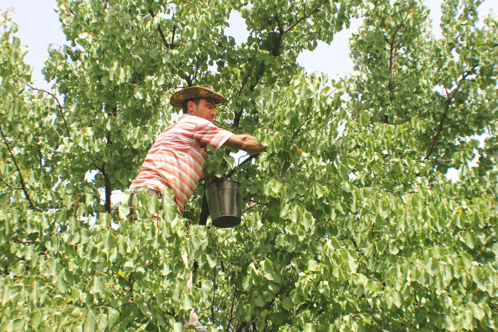 apricots-the-armenite-tatevik-vardanyan-13