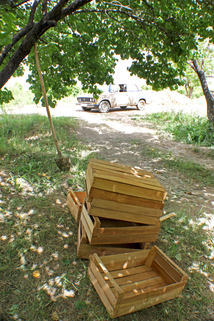 apricots-the-armenite-tatevik-vardanyan-13
