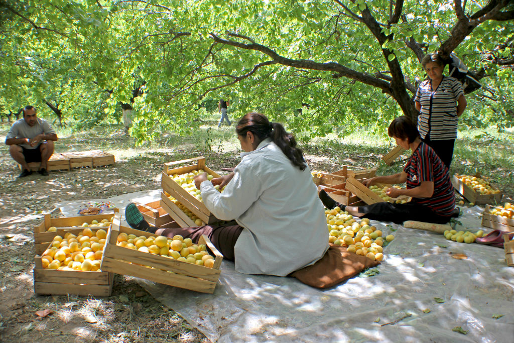 apricots-the-armenite-tatevik-vardanyan-14