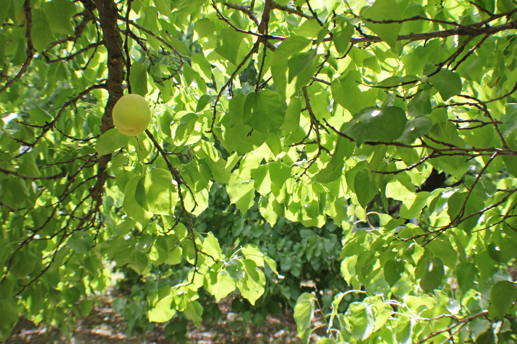 Apricots - The Armenite - Tatevik Vardanyan