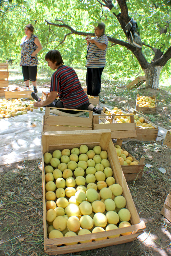 apricots-the-armenite-tatevik-vardanyan-5