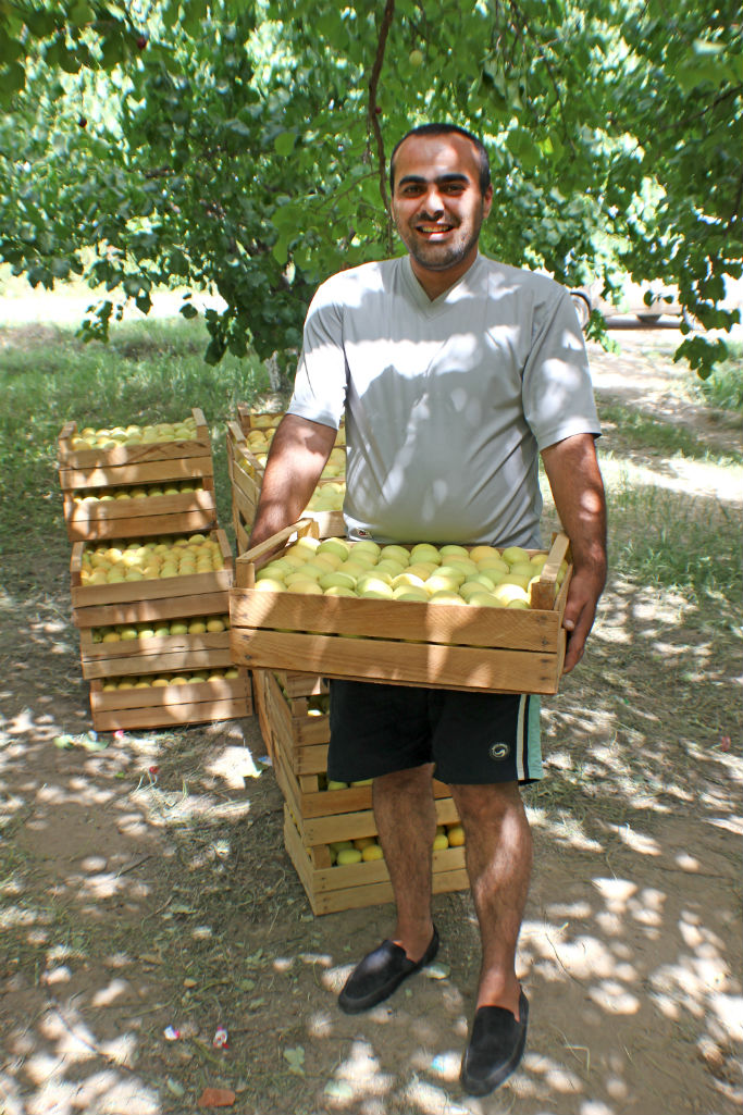 Apricots - The Armenite - Tatevik Vardanyan