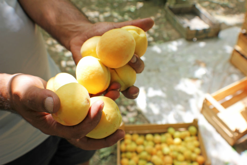 apricots-the-armenite-tatevik-vardanyan-8